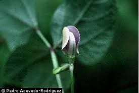 Plants Profile for Vigna unguiculata (cowpea)