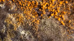 what is orange mold united water