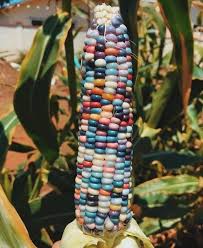 glass gem corn rainbow corn