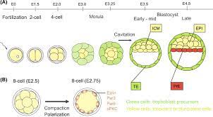 Trophoblast lineage specification in the mammalian preimplantation embryo -  Toyooka - 2020 - Reproductive Medicine and Biology - Wiley Online Library