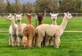 Alpacas - The World's Cutest Camel - Drinking Post Automatic Waterer