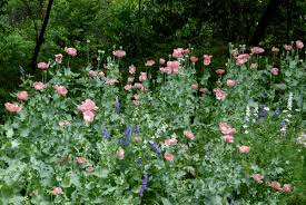 Poppies are a spring time staple in my garden in the low desert of arizona. As Ye Sow Saving And Planting Poppy Seeds Flower Magazine