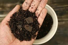 Potting Soil Quality Before Planting