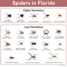 spiders in florida list with pictures