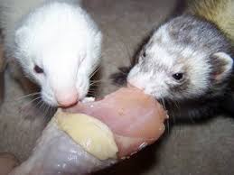 Healthy Nutrition At Any Stage Of Life Holistic Ferret