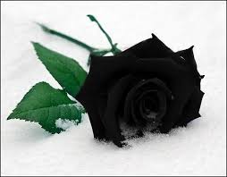 Resultado de imagen para rosas negras