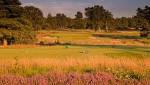 Walton Heath Golf Club - Evalu18 - Herbert Fowler - Old - New