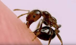 Fire ants are one of the most aggressive insects found all over the world. Sting Prey Raft The Successful Behaviors Of Red Imported Fire Ants The Kid Should See This
