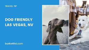 10 dog friendly places to visit in las