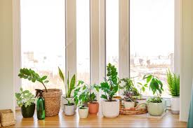 indoor plant light guide for houseplant