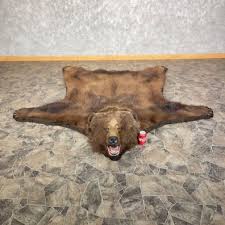 kodiak brown bear full size rug mount