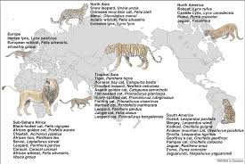 It is one of the most diverse felids in terms of coloration. Geographic Distribution And Latin Names For The 37 Living Species Of Download Scientific Diagram
