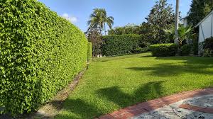 Palm Beach Gardens Weed And Bug Control
