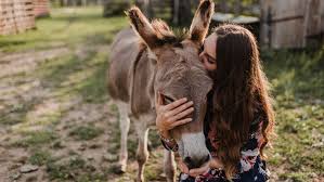 donkey milk shows promise as anti