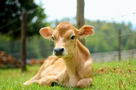 Беременность коровы сколько длится
