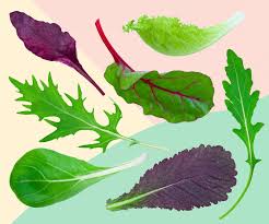 7 types of lettuce that will get you