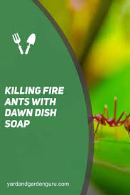 killing fire ants with dawn dish soap
