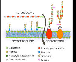 cell membrane carbohydrates