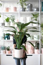 Escoja la planta que más te gusta, lo recomendable es que vaya acorde con el estilo de decoración de la sala. Plantas De Interior 8 Ideas Para Decorar El Hogar Infobae