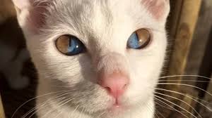 It is years of research into the field of human to feline communication. Rare Genetic Condition Leaves Cat With Dazzling Two Tone Eyes Ladbible