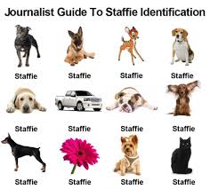 Staffy Identification Chart Bully Breeds Staffies Breeds