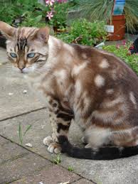 Image result for bengal cats outside