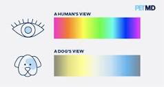 what-colours-can-dogs-see-best