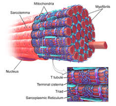 Difference between smooth and rough endoplasmic reticulum Endoplasmic Reticulum Wikipedia