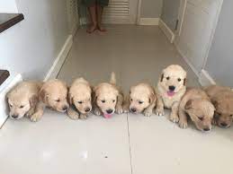 Golden retriever puppies for sale. Golden Retriever Puppies Newborn To 12 Weeks Time Lapse Video Newborn Puppies Dog Training Puppy Litter