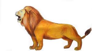 Lion Drawing Animal Drawings Cool
