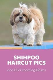 top shih poo haircuts with pictures
