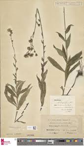 Hieracium platyphyllum (Arv.-Touv.) Arv.-Touv. subsp. hostianum ...