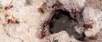 understanding a fire ant colony