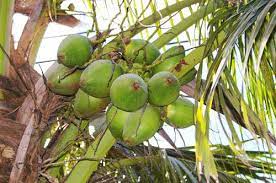 florida coconuts florida