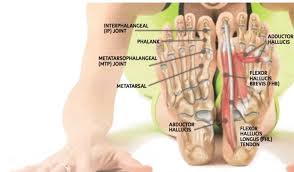 Ligaments or tendons torn, weak, or stretched ligaments or tendons: Feet Human Anatomy Bones Tendons Ligaments And More