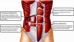 The external intercostals lift your rib cage and increase lung volume. 10 Proven Ways To Fix Flared Ribs Without Surgery In 2020 More