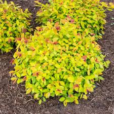 magic carpet spirea feature shrub