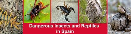 dangerous insects and reptiles in spain