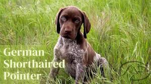gsps german shorthaired pointers