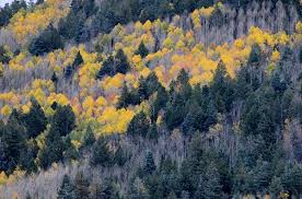 Beware of arizona national forest closures due to wildfire danger. Best Hikes In Apache Sitgreaves National Forest Az Trailhead Traveler