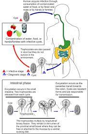 giardia intestinalis an overview
