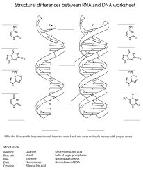 In this worksheet, students examine a graphic that models the process of transcription and translation. Transcription Activity Worksheet Printable Worksheets And Activities For Teachers Parents Tutors Homeschool Families Transcription And Translation Summary Worksheet Coloring Pages Easy Math Activities For Preschoolers 24 Math Game Problems 4th Standard