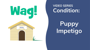 Another type of bacterial infection, impetigo is most common in puppies. Puppy Impetigo In Dogs Symptoms Causes Diagnosis Treatment Recovery Management Cost