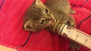 Begin the feeding session with the bottle, and then move the bottle away and offer the kitten the formula in the saucer right away. Stuffy Nose Kitten Pipers Bottle Feeding Youtube