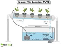 They hold the growth medium and seed/plant in the hydroponic system. Nft Hydroponics Basics Setup Pros Cons Faq Whyfarmit Com