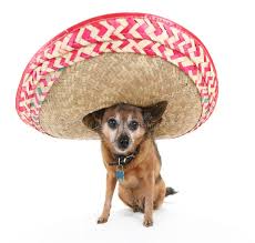 Chi Chi Chihuahua and His Sombrero Stock Photo - Image of bighat, mexican:  198354618