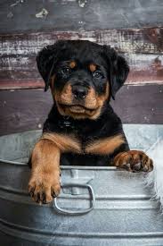 Pat's precious puppies is a great place to buy puppy i purchase 15 years ago my son purchased two she takes very good care of her dogs they are very healthy i'm looking for a new one and i will be. Pin By Susan Rash On Precious Puppers Rottweiler Puppies Rottweiler Dog Breeds