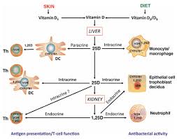 vitamin d and immune function