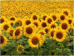 sunflower symbol of the sun and