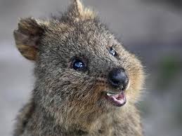 Quokka project has 21 repositories available. Instagram Compares Quokka Selfies To Animal Cruelty